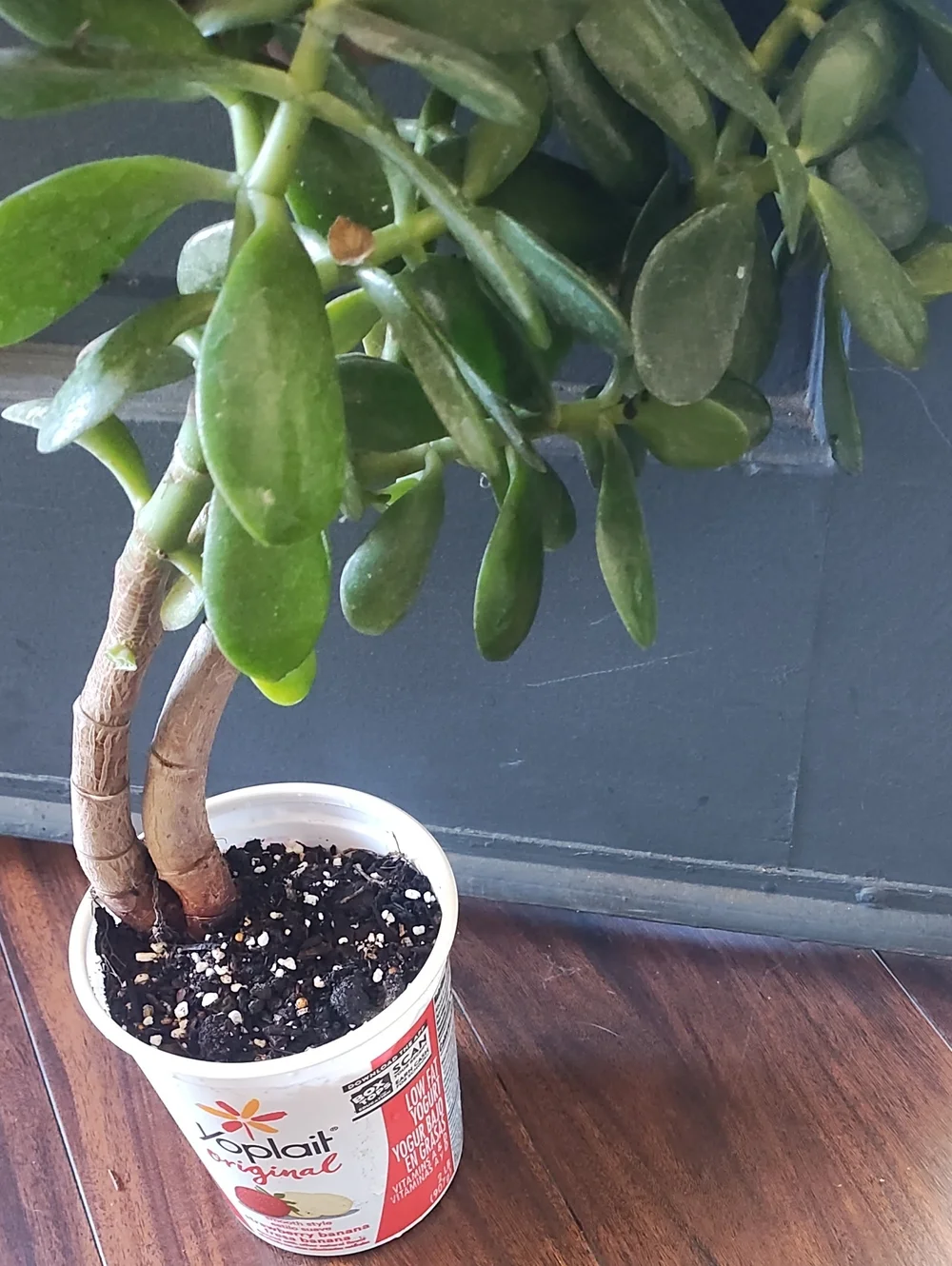 Jade Plant - Picture 3 of 5